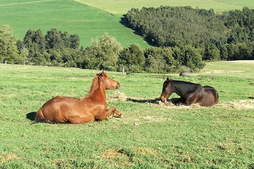 Mysthill Farm (10)
