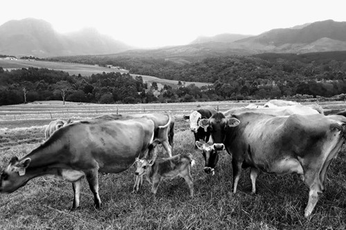 Mysthill Farm (11)