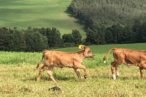 Mysthill Farm (15)