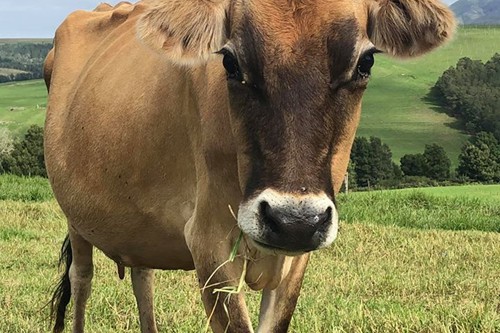 Mysthill Farm (17)