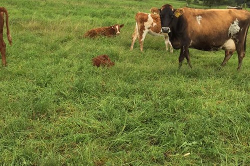 Mysthill Farm (2)
