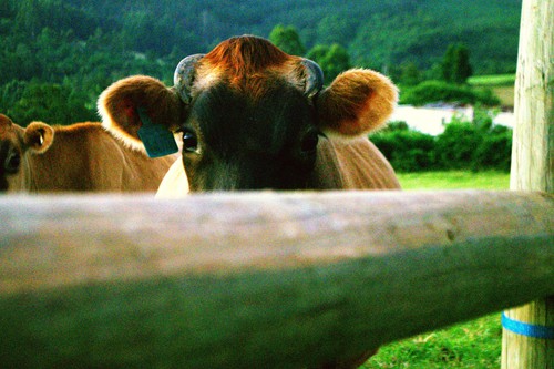 Mysthill Farm (32)
