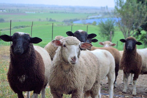 Mysthill Farm (37)