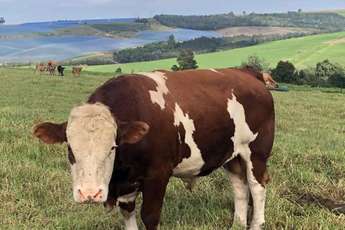 Mysthill Farm (44)