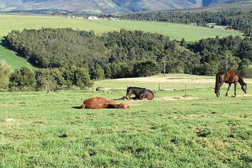 Mysthill Farm (5)