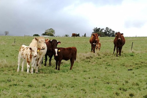 Mysthill Farm (6)