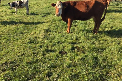 Mysthill Farm (8)